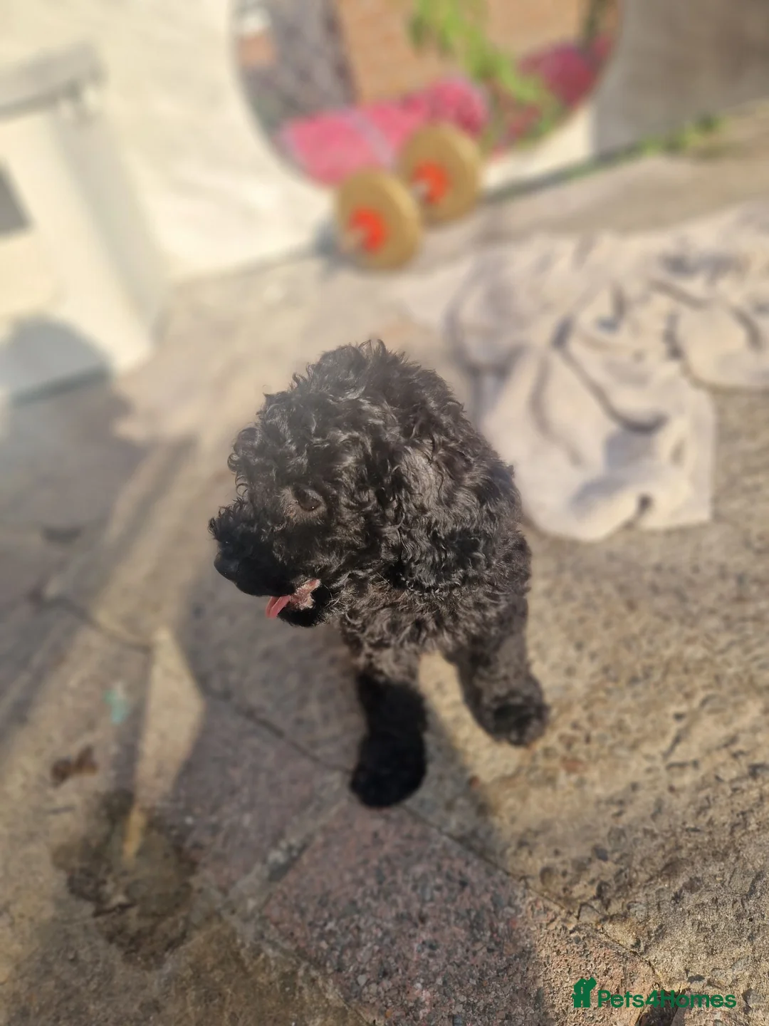 Cockapoo dogs for sale: Cockapoo puppy - Advert 2