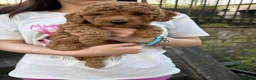 Cavapoo dogs for sale: One left - Gorgeous Cavapoo Puppies  - Advert 24