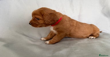 Mixed Breed dogs - Advert 2