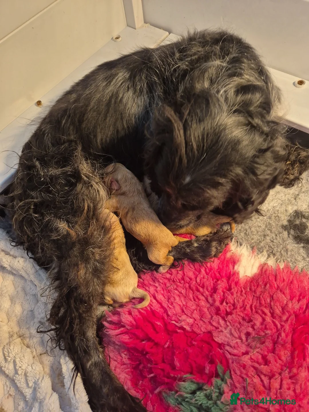 Cockapoo dogs for sale: Stunning cockapoos - Advert 1