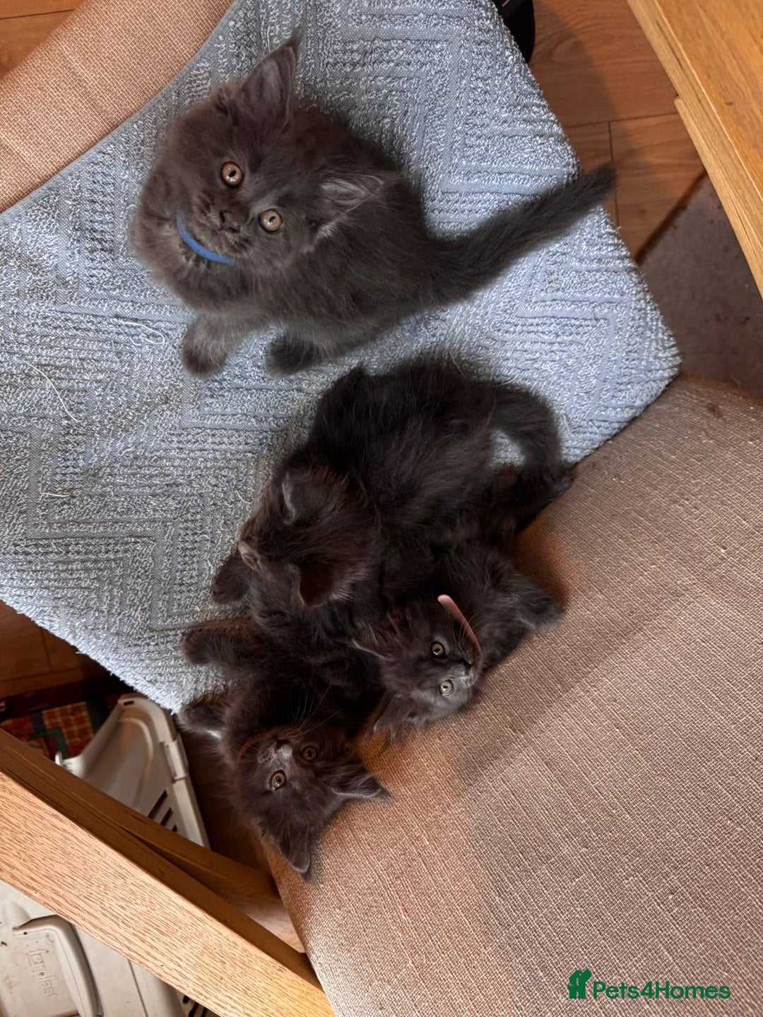 Maine Coon cats for sale: Upcoming Pedigree MaineCoonLitterReservations Open - Advert 9