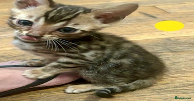 Bengal cats - Advert 9