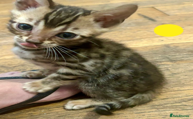 Bengal cats - Advert 15