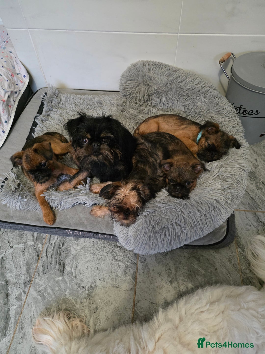 Griffon Bruxellois dogs for sale: Griffon Bruxellois KC registered - Advert 2