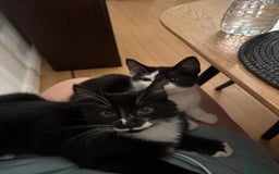British Longhair cats for sale: A beautiful longhair couple  - Image 3