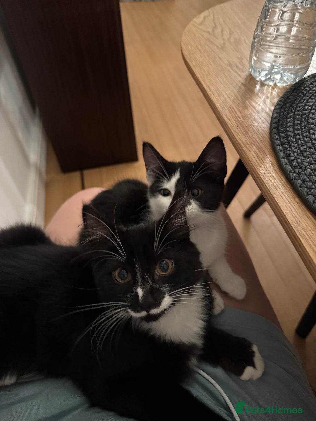 British Longhair cats for sale: A beautiful longhair couple  - Image 3