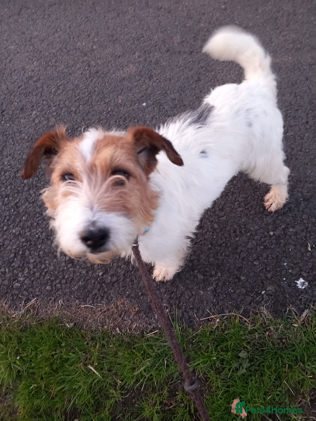 Parson Russell dogs for sale: Parson Russell Puppies  - Advert 9