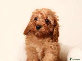 Cavachon dogs Cavapoochon puppy last girl - Advert 1
