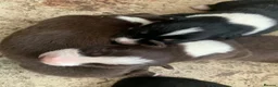 Border Collie dogs for sale: 7 Border Collie ISDS Registered Pups for Sale - Advert 6