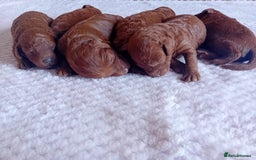 Cockapoo dogs for sale: Amazing F1b Cockapoos - Image 10