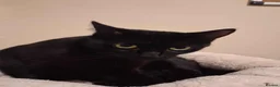 Mixed Breed cats for adoption: ADOPTION: Patissiere - Advert 3