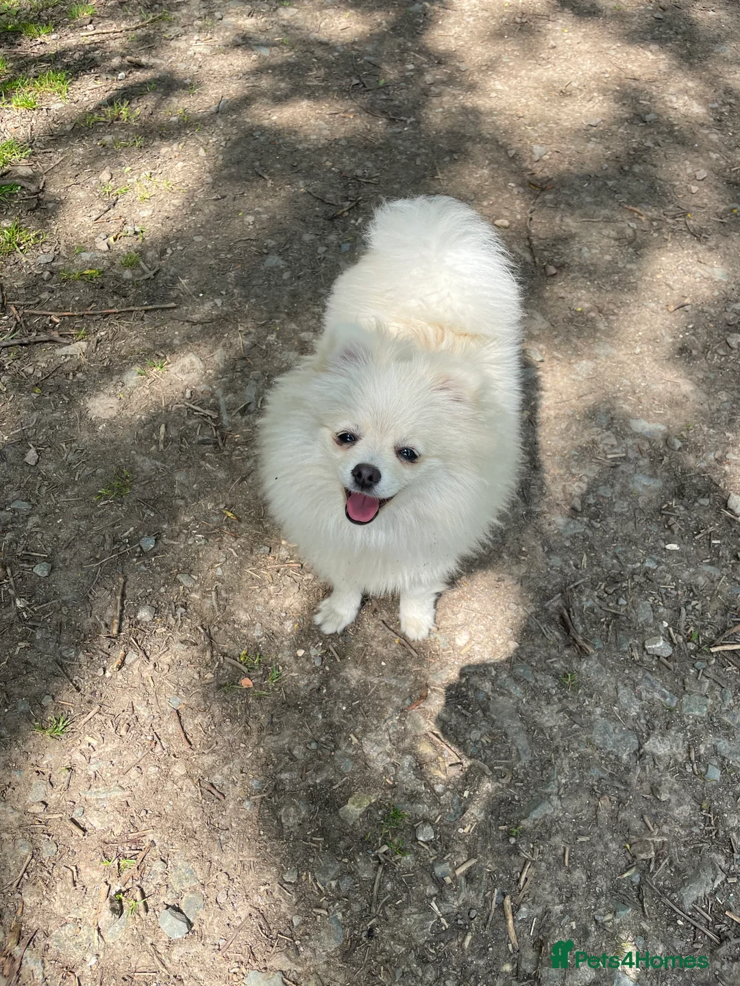 Pomeranian dogs for sale: Beautiful 2 and half year old white fluffly pom  - Advert 2