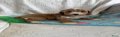 Cockapoo 2
