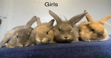 Lionhead rabbits - Advert 13