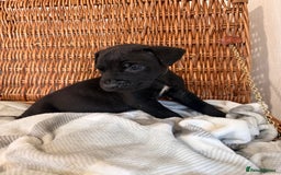 Mixed Breed dogs for sale: Came Corso X Puppies - Image 9