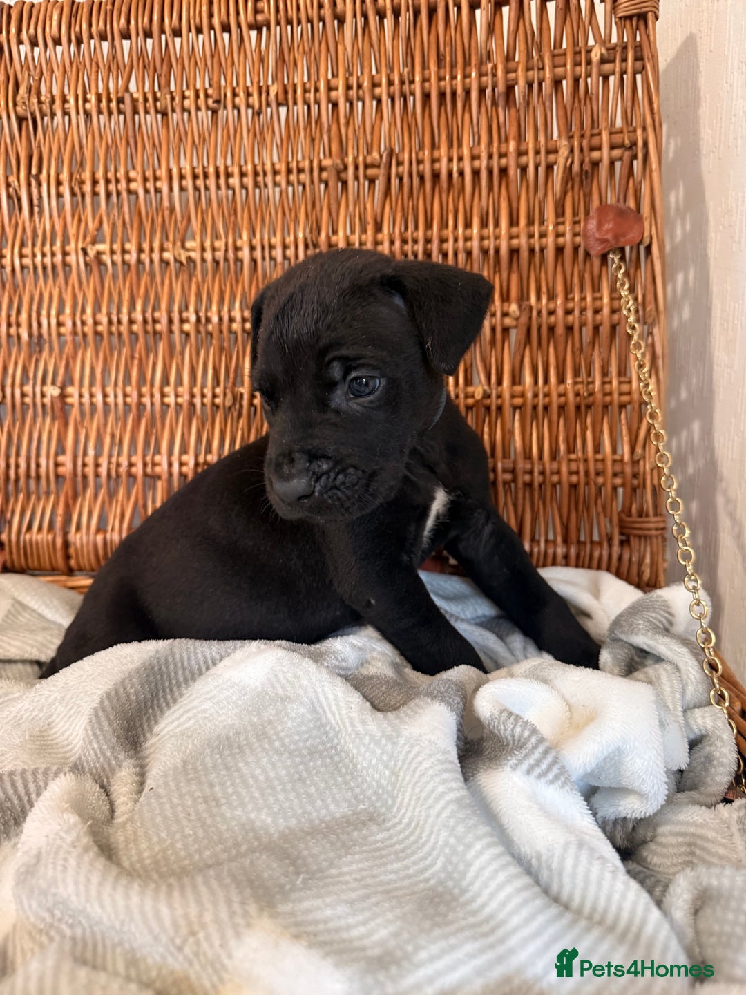 Mixed Breed dogs for sale: Came Corso X Puppies - Image 9