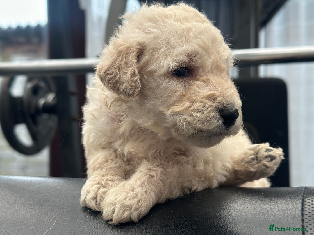 Goldendoodle dogs for sale: F1B STANDARD GOLDENDOODLE - Advert 13