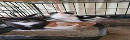 Mixed Breed cats for sale: Mixed breed kittens. - Advert 3
