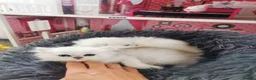 Scottish Fold cats for sale: Scottish Fold  Last Girl - Advert 7
