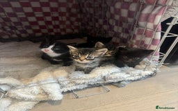 British Longhair cats for sale: 6 Super Friendly British Long Haired Kittens - Image 8