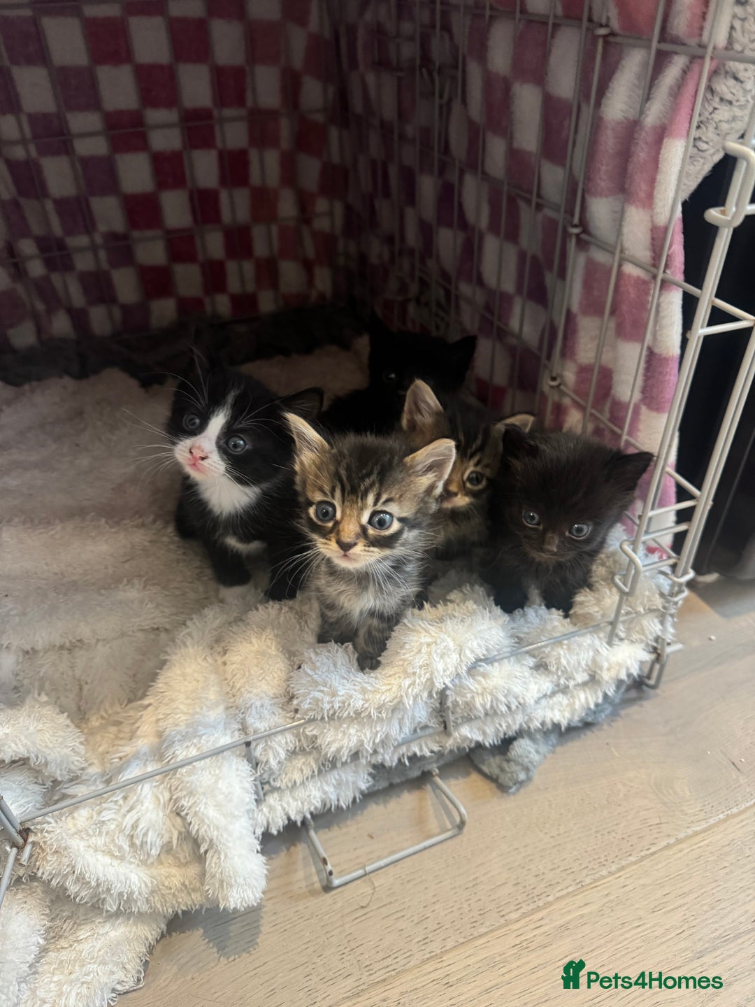 British Longhair cats for sale: 6 Super Friendly British Long Haired Kittens - Image 8