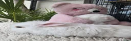 Mini Lion Lop rabbits for sale: Beautiful tame blue eye Supersoft babies.  - Advert 12