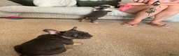 French Bulldog dogs for sale: French bulldogs  - Advert 2