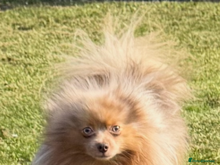 Pomeranian dogs chico (stud) in Liverpool - Advert 2