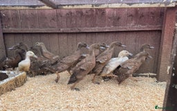 Ducks poultry for sale: Mixed sexes of khaki cambel ducklings - Image 1