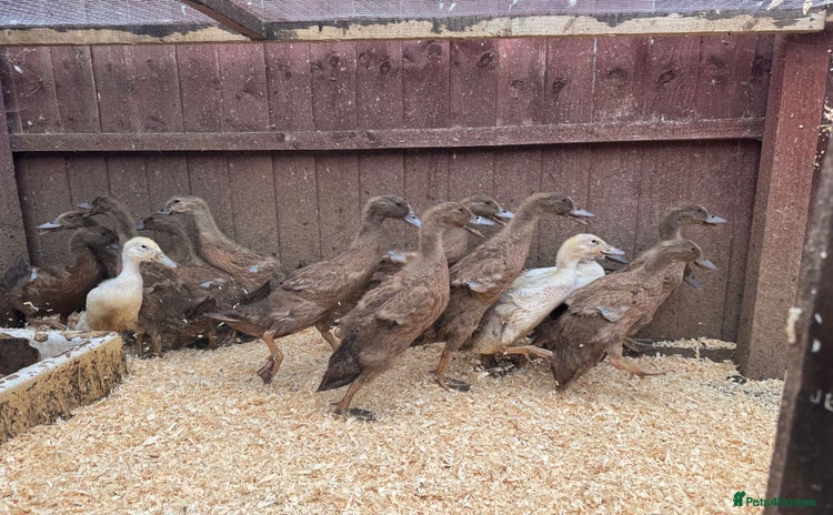 Ducks poultry - Advert 3