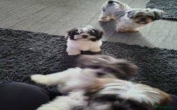 Zuchon dogs for sale: Shichon/zuchon puppies for sale  - Image 15