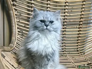 Ragdoll cats Persian X Ragdoll Female Kitten - Advert 1