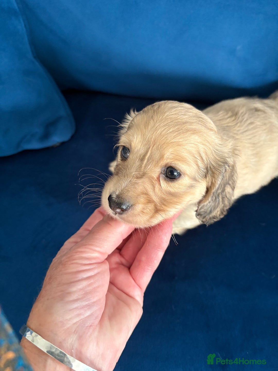 Dachshund dogs for sale: Miniature long haired dachshund pups KC registered - Image 14