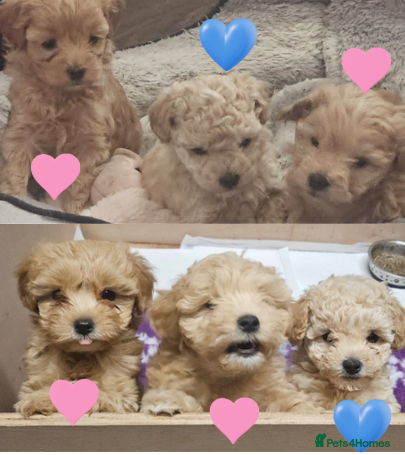 Maltipoo dogs Teddy Bear Maltipoo puppies - Advert 9