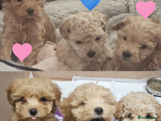 Maltipoo dogs Teddy Bear Maltipoo puppies - Advert 8