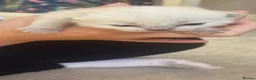 Siamese cats for sale: Siamese x maincoon - Advert 3