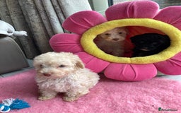 Cavapoo dogs for sale: Miniature poodle x cavapoo  - Image 14