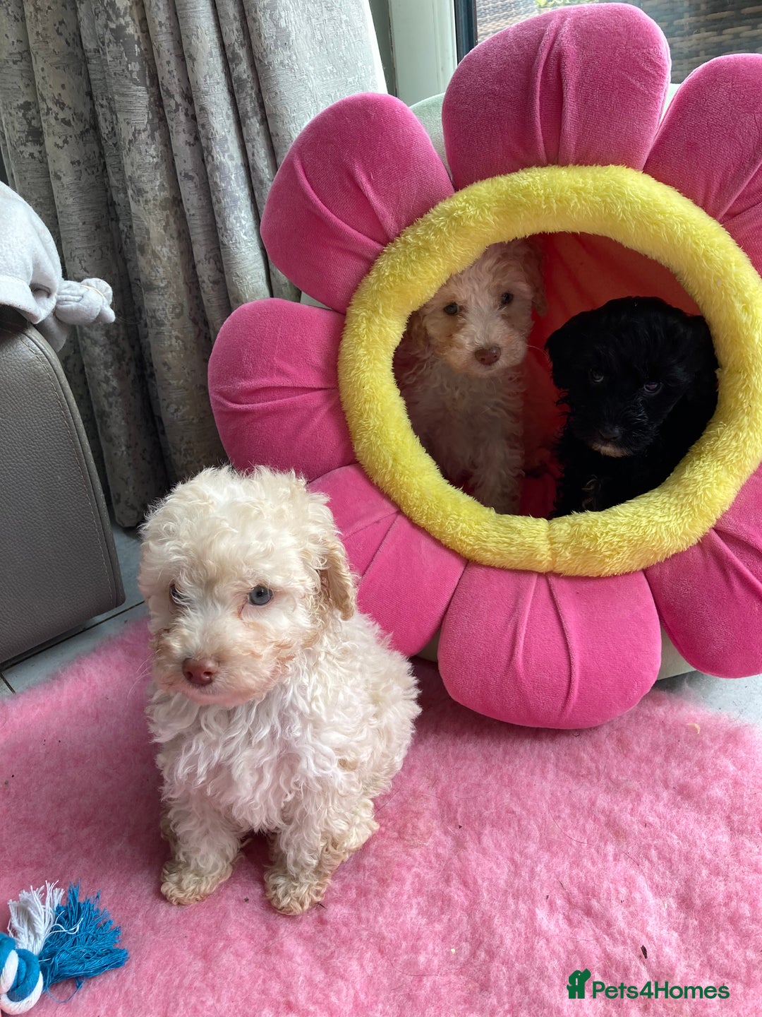 Cavapoo dogs for sale: Miniature poodle x cavapoo  - Image 14