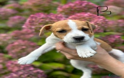 Jack Russell dogs for sale: Jack Russel puppies for sale  - Image 4
