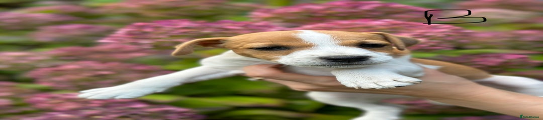 Jack Russell Puppy 1
