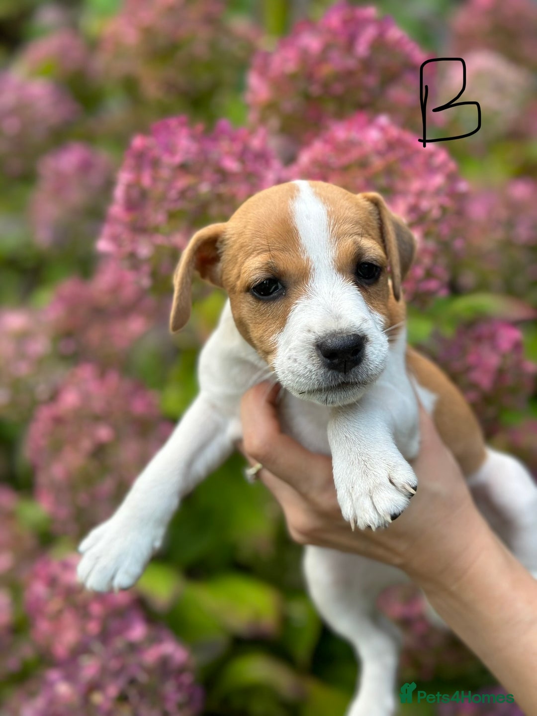 Jack Russell dogs for sale: Jack Russel puppies for sale  - Image 4