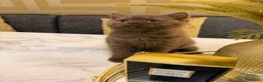 British Shorthair 1