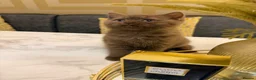 British Shorthair cats for sale: *REDUCED* British Shorthair Kittens in chocolate  - Advert 25