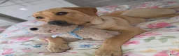 Golden Retriever dogs for sale: Golden retriever girl - Advert 1