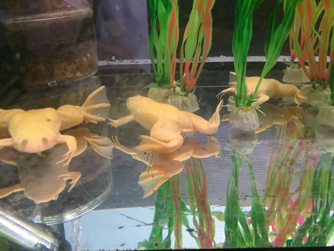 Frog reptiles for sale: African Black clawed aquatic frogs for sale - Advert 2