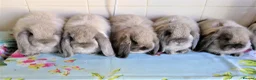 Mini Lop rabbits for sale: Pedigree Mini Lops - Advert 1