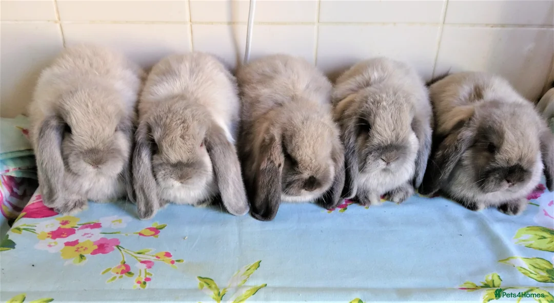 Mini Lop rabbits for sale: Pedigree Mini Lops - Advert 1