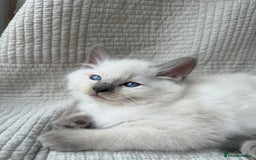 Ragdoll cats for sale: Adorable Pedigree Ragdoll Kittens Available 🐾 - Image 7