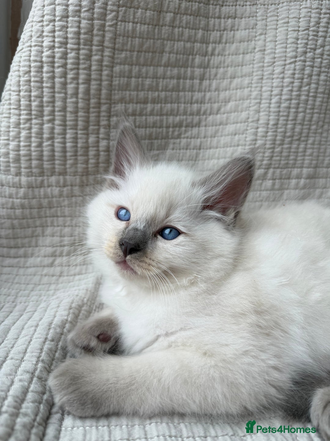 Ragdoll cats for sale: Adorable Pedigree Ragdoll Kittens Available 🐾 - Image 7