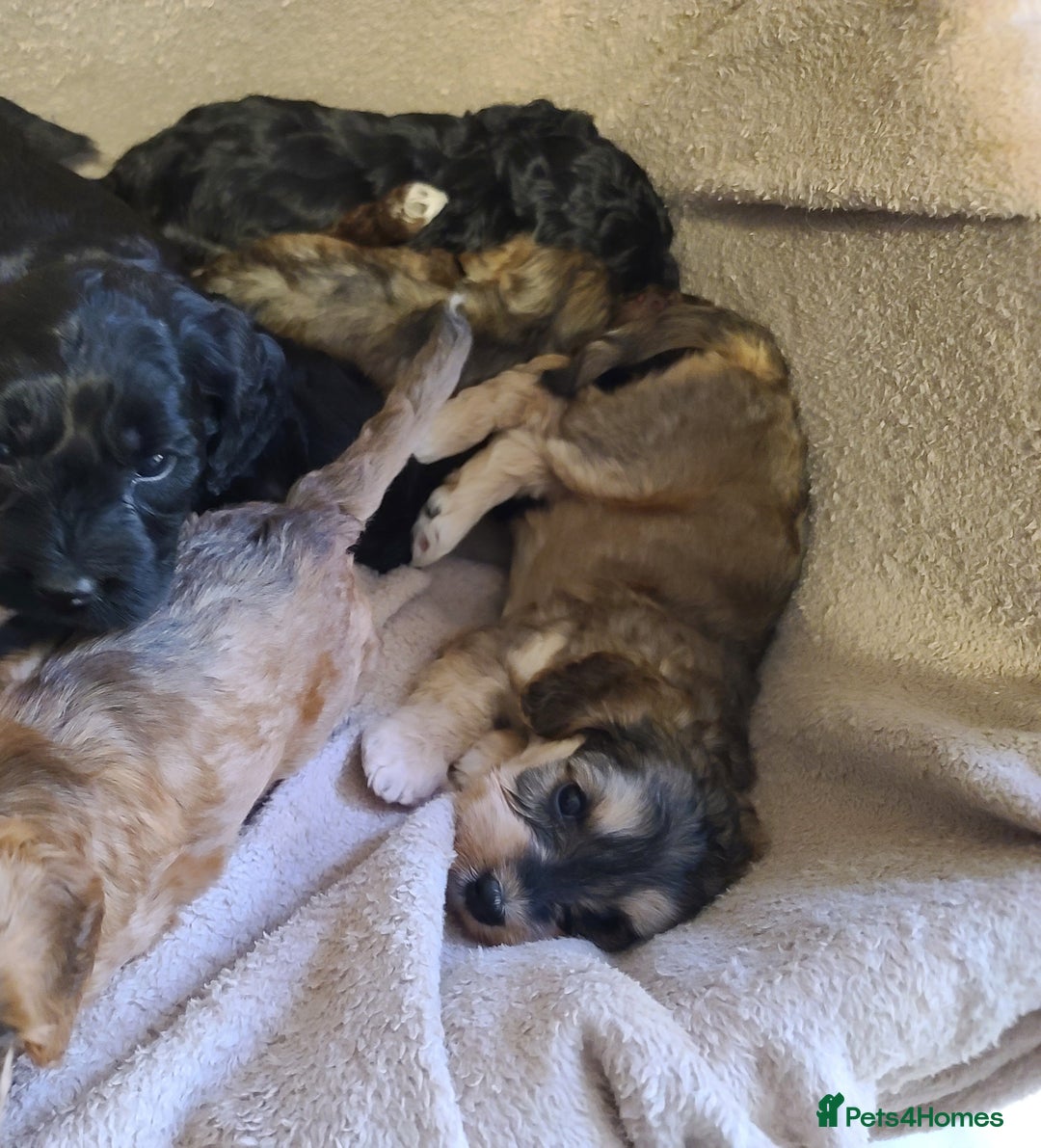 Cockapoo dogs for sale: Super Socialised F1 Cockapoo Puppies. DNA TESTED.  - Image 23